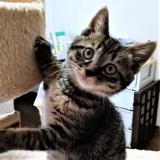 好奇心旺盛で天真爛漫☆ロッソちゃん