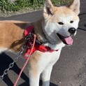 まだまだ幼い秋田犬「めい」