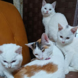 茨城つくば（研究学園）猫の里親会