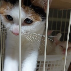 茨城つくば（研究学園）猫の里親会 サムネイル2