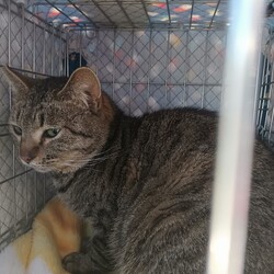 茨城つくば（研究学園）猫の里親会 サムネイル3