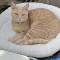 ミルクティー色の洋猫MIX茶トラ♂