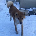 柴犬の女の子　1才