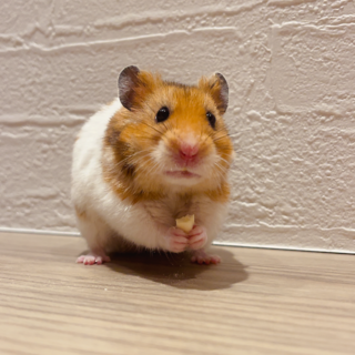 ゴールデンハムスター オス 里親募集