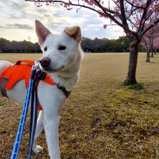 「のん太」男の子