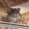 おねだりしそ