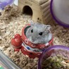 サンタ靴に入るの大好き