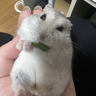 ご飯はすき