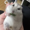 ご飯はすき