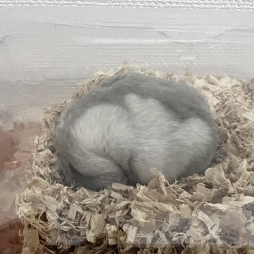 2階で寝るのが好き