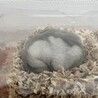 2階で寝るのが好き