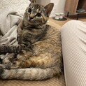 避妊手術,必要医療済:人慣れしてお迎えしやすい子