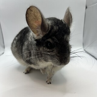 チンチラ スタンダードグレー男の子シナモン女の子