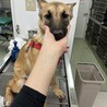 困り顔の子犬のちぎらちゃん サムネイル3