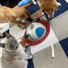 困り顔の子犬のちぎらちゃん サムネイル4
