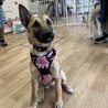 困り顔の子犬のちぎらちゃん サムネイル6