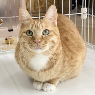 ソックスはいてるミルクティー茶トラ