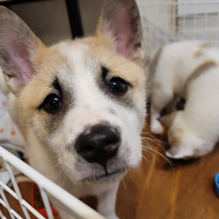 生後２.5ヶ月　ブチくん⭐♂️