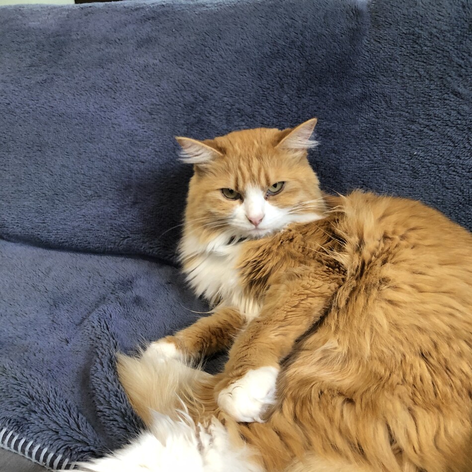 癒(いや)ちゃんのカバー写真