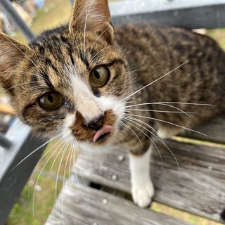 名前はパンダ。猫だけどパンダです。