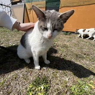 もっちりおっとりちょいデブの大福です。