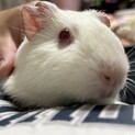 【ご飯大好き】真っ白モルモット/アルビノですが健康