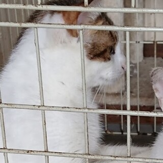背中の蝶模様から名前はバタ