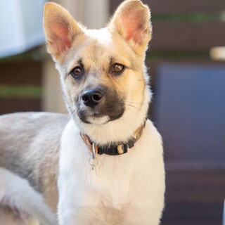 美男子MIX犬　ホクくん