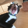 口の中にでっかいほくろ？