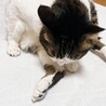 モミンゴ