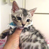 純血ベンガル♪なれなれ♪ピーターくん ２ヵ月 サムネイル2