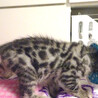 純血ベンガル♪なれなれ♪ピーターくん ２ヵ月 サムネイル6