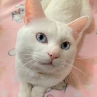 青い目の5/21里親探し会開催！『ハク』♂