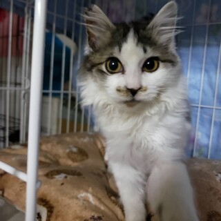 モフモフ　ニック　オス　6ヶ月