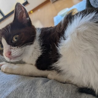 とても素敵な方に里親さんになってもらいました！