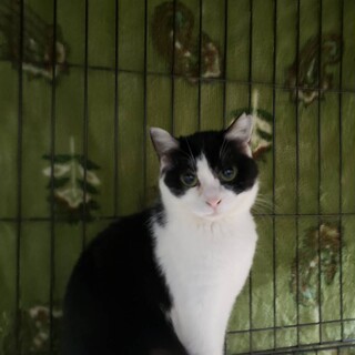 おとなしい白黒　あみ　メス　6ヶ月