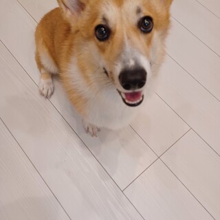 ウェルシュコーギーペンブローク