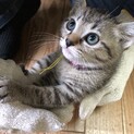 生後2ヶ月　おとなしい　女の子。