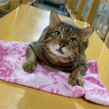ベンガルお代官くん