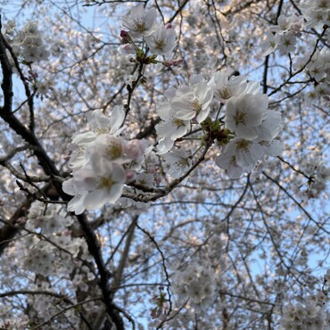 満開になったよ〜♪(๑ᴖ◡ᴖ๑)♪