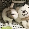 めるまか