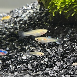 熱帯魚 エンドラーズ 生後２ヶ月程の稚魚15匹