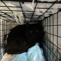 捨て猫の綺麗な長毛黒猫くん。