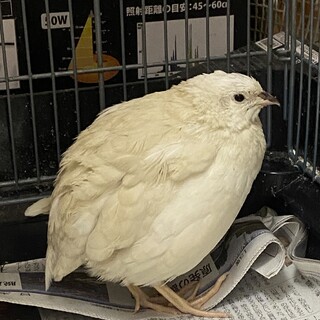 白うずら（メス）