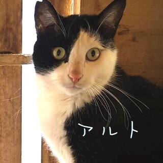 【里親様決定】アルトくん４歳