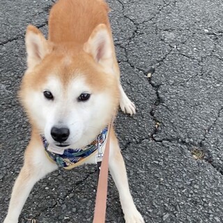 ビビりすぎて笑っちゃうくらいの柴犬『じゅうたん』