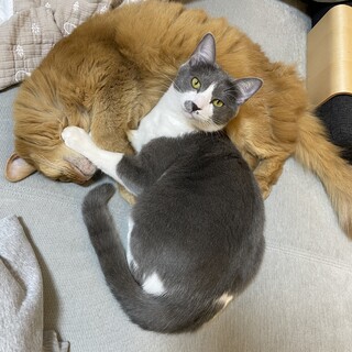 かわいいグレーの男の子。8ヶ月。去勢済