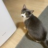 かわいいグレーの男の子。8ヶ月。去勢済 サムネイル2