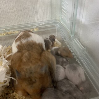 ゴールデンハムスター