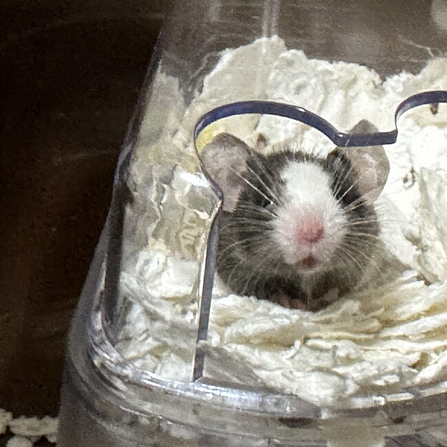 なぎなにのカバー写真